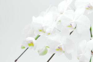 胡蝶蘭・観葉植物