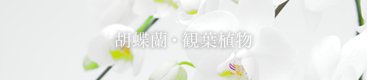 胡蝶蘭・観葉植物 - Service - ORIENTALROSE [オリエンタルローズ]